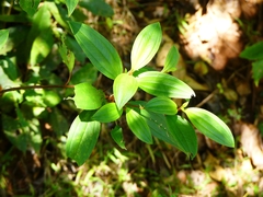 Melastoma malabathricum
