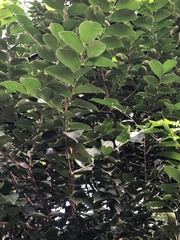 Aquilaria sinensis