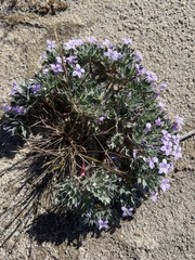 Langloisia setosissima setosissima