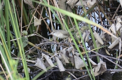 Acrocephalus stentoreus