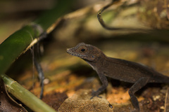 Anolis cristatellus