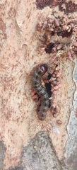 Indarbela quadrinotata