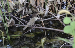 Acrocephalus stentoreus