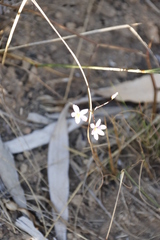 Cyanella hyacinthoides