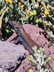 Gallotia caesaris gomerae