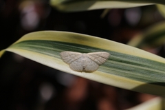 Scopula inductata