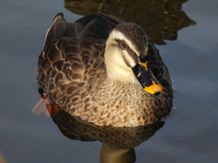 Anas platyrhynchos × zonorhyncha