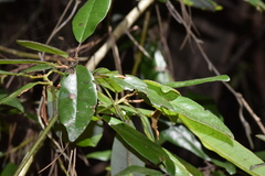 Aextoxicon punctatum