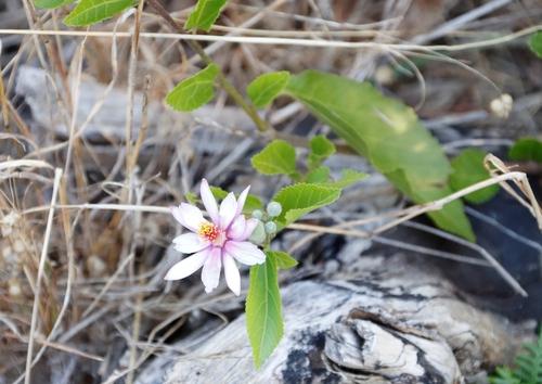Grewia occidentalis