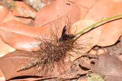 Elaphroptera