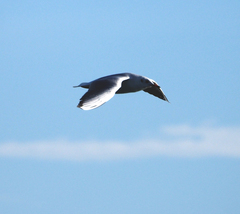 Chroicocephalus ridibundus