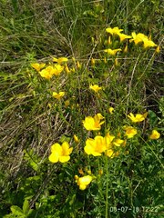 Linum flavum