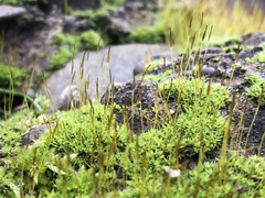 Tortula muralis muralis