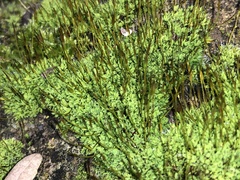 Tortula muralis muralis