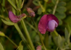 Lathyrus grandiflorus