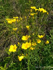 Linum flavum