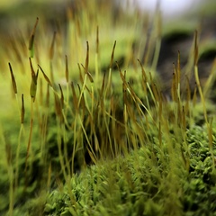 Tortula muralis muralis