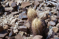 Thelocactus bicolor