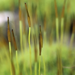 Tortula muralis muralis