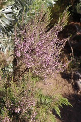 Erica hirtiflora