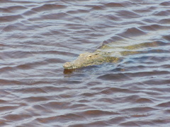 Crocodylus