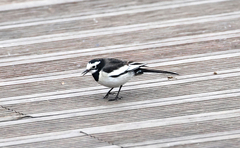 Motacilla alba