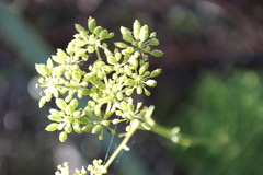 Glia prolifera