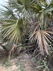 Trachycarpus fortunei