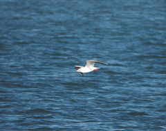 Chroicocephalus ridibundus