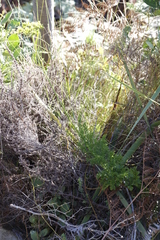 Glia prolifera