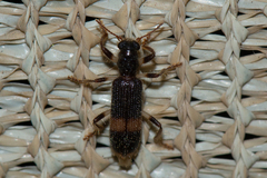 Clerinae