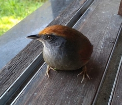 Synallaxis ruficapilla