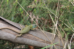 Lacerta schreiberi
