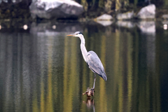 Ardea cinerea