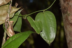 Lapageria rosea