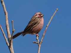 Carpodacus davidianus