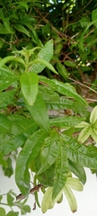 Aloysia citrodora