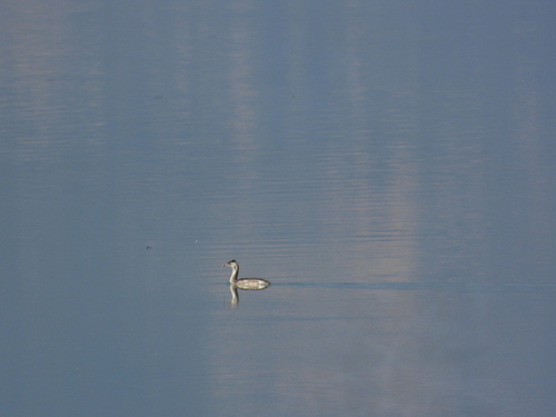 Great Crested Grebe