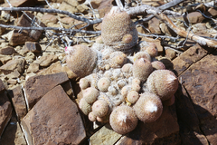 Epithelantha greggii