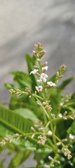 Aloysia citrodora