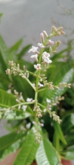 Aloysia citrodora