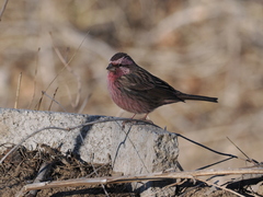 Carpodacus davidianus