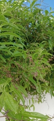 Aloysia citrodora