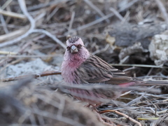 Carpodacus davidianus