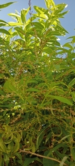 Aloysia citrodora