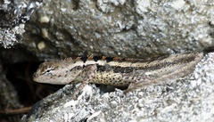 Microlophus occipitalis
