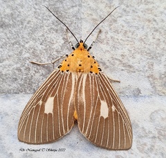 Asota plaginota