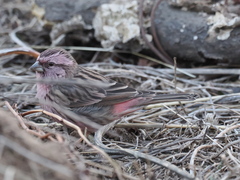 Carpodacus davidianus