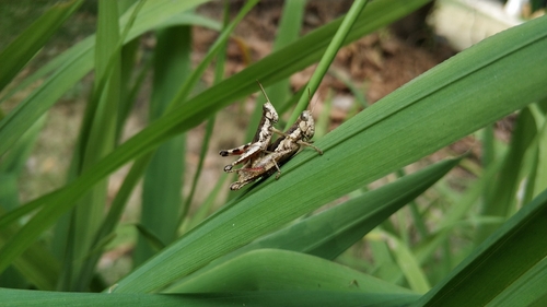 Short-winged Rice Grasshopper photo 3