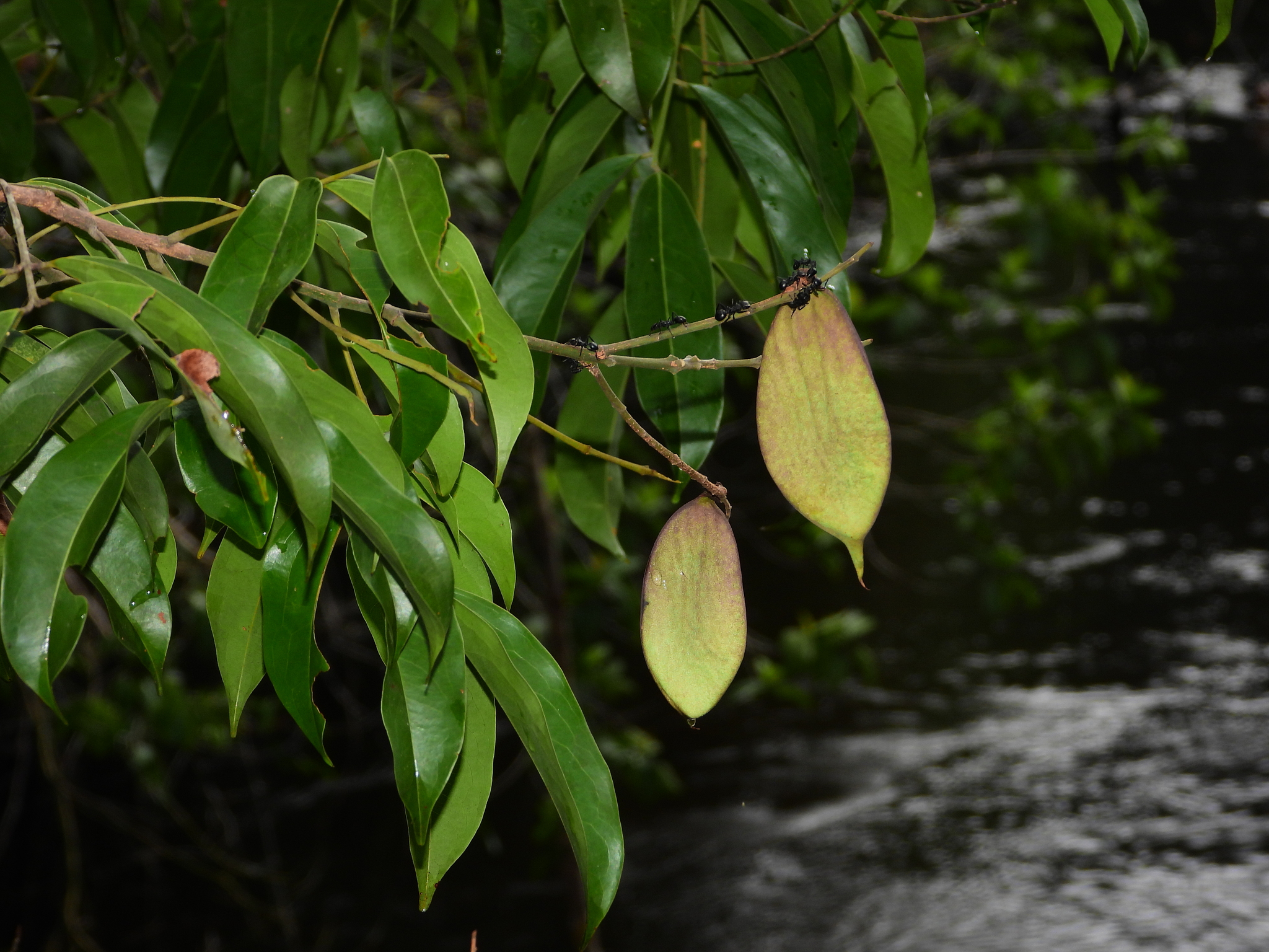 Taralea oppositifolia